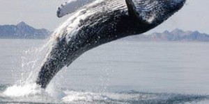 Quand des Hommes sauvent une baleine d'une lente agonie