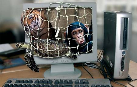 Le commerce des animaux sauvages sur Internet : un business lucratif et pourtant interdit
