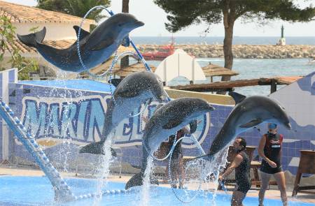 Derrière le 'spectacle familial', la violence du dressage des dauphins au Marineland de Majorque