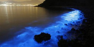 D'où vient cette étrange lumière bleue qui scintille la nuit dans les eaux de la baie de Hong-Kong ?