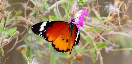 L'utilisation de pesticides dans nos jardins affecte les papillons et les bourdons