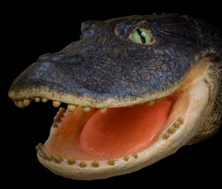 Il y a 13 millions d'années, des crocodiles mangeurs de coquillages parcouraient l'Amazonie