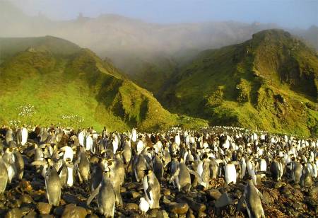 Terres australes et antarctiques françaises : une biodiversité menacée
