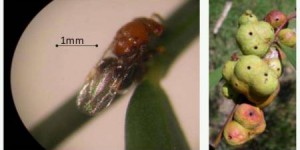 La lutte contre les espèces invasives par l'introduction d'espèce. Cas de Trichilogaster acaciaelongifoliae