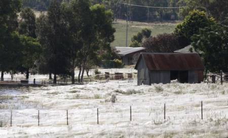 Des millions de jeunes araignées tombent du ciel en Australie