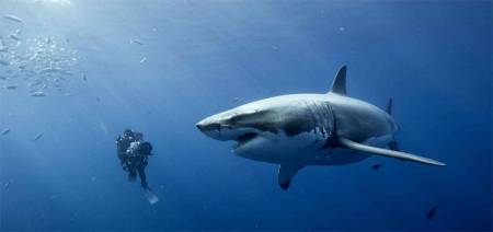 Ces impressionnantes vidéos de grand requins blancs face aux Hommes