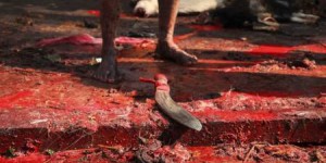 Le Népal interdit enfin le sacrifice de centaines de milliers d'animaux