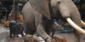 La Chine et les USA devraient interdire totalement le commerce de l'ivoire sur leurs territoires