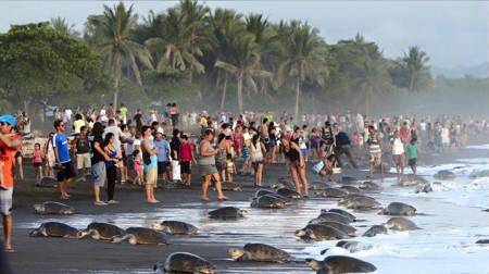 Costa Rica : des centaines de touristes dérangent des tortues en train de pondre