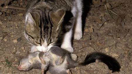 L'Australie va éradiquer 2 millions de chats sauvages