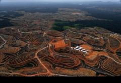 ENVIRONNEMENT • L'Indonésie, championne de la déforestation