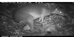 SCIENCES • Un nouveau wallaby immortalisé par les caméras