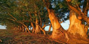 ENVIRONNEMENT • Bientôt des eucalyptus transgéniques au Brésil ?