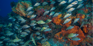 Mexique. Un système d’assurance pour protéger les récifs coralliens de Cancún