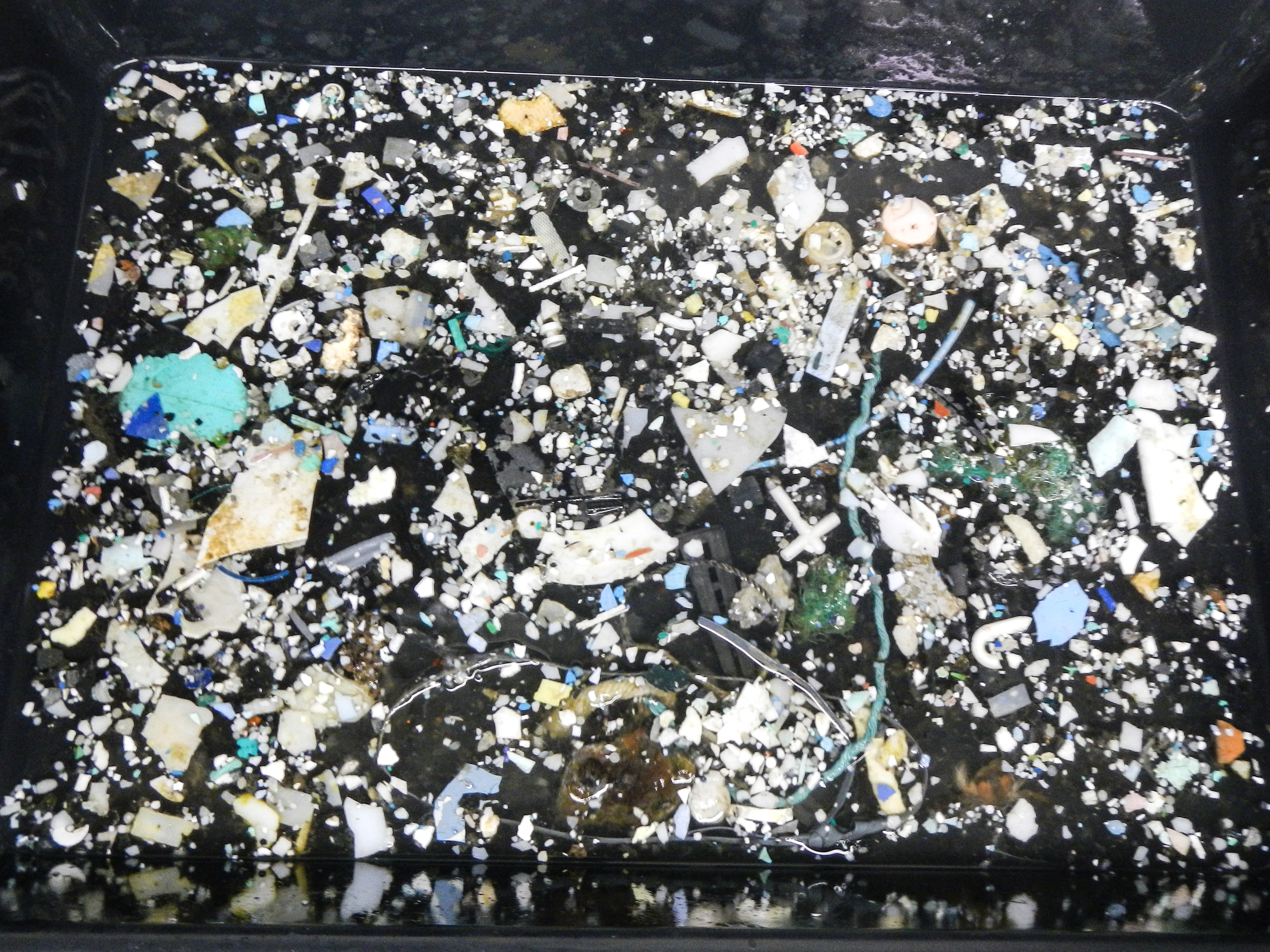 Pacifique : la mer de plastique grandit à toute allure