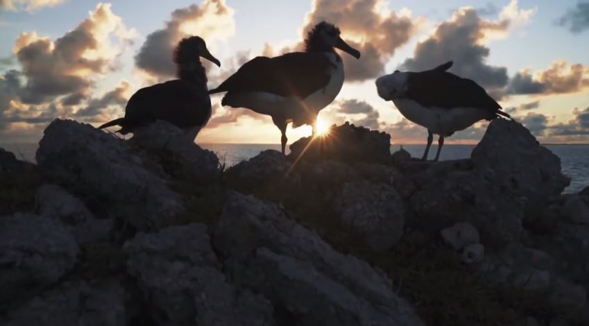 Les îles Midway, un paradis vierge, devient un enfer de plastique