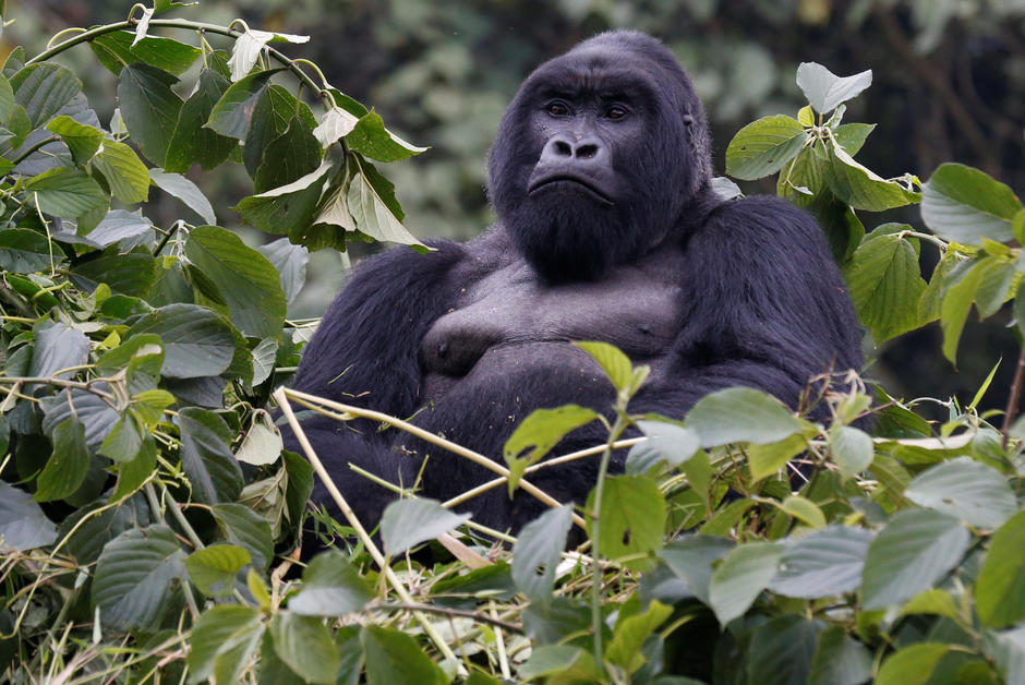 Il y a plus de gorilles qu’on ne le pensait en Afrique de l’Ouest