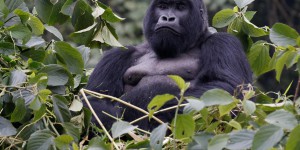 Il y a plus de gorilles qu’on ne le pensait en Afrique de l’Ouest