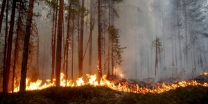 Suède. Des incendies de grande ampleur ravagent les forêts du cercle arctique