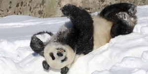 Controverse. Doit-on laisser les pandas disparaître  ?