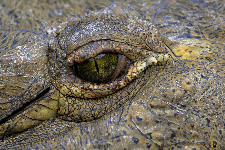 Quand les chasseurs de crocodiles sauvent une espèce
