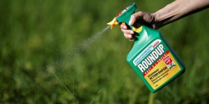 Monsanto n’a pas fini d’empoisonner Bayer