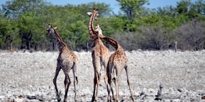 La Namibie forcée de vendre un millier d’animaux sauvages