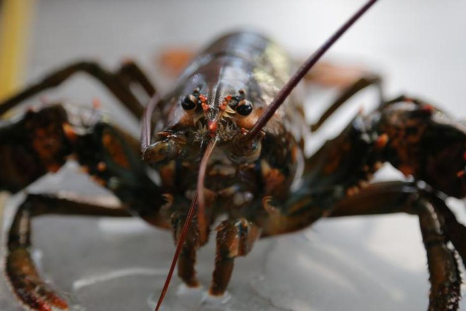 Le pactole des alevins de homards indonésiens vendus au Vietnam