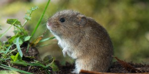 Les agriculteurs néerlandais confrontés à une impressionnante invasion de souris