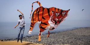 L’inde abrite trois quarts des tigres de la planète