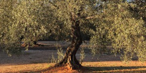Ces oliviers centenaires déracinés pour des milliers d’euros