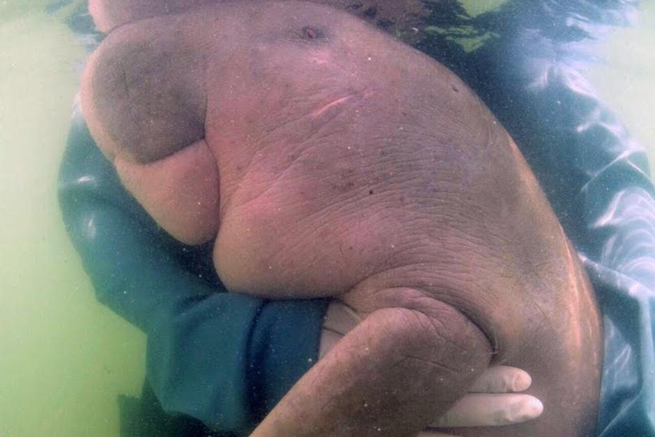 La Thaïlande tombe sous le charme d’un bébé dugong