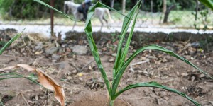 Au Honduras, les paysans fuient le corridor de la sécheresse