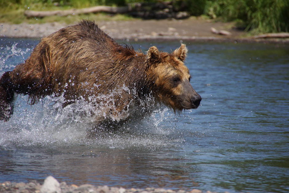 Au Kamtchatka, des ours affamés attaquent la population