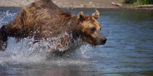 Au Kamtchatka, des ours affamés attaquent la population