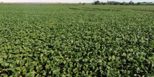 L’ONU dénonce l’utilisation massive de produits agrochimiques au Paraguay