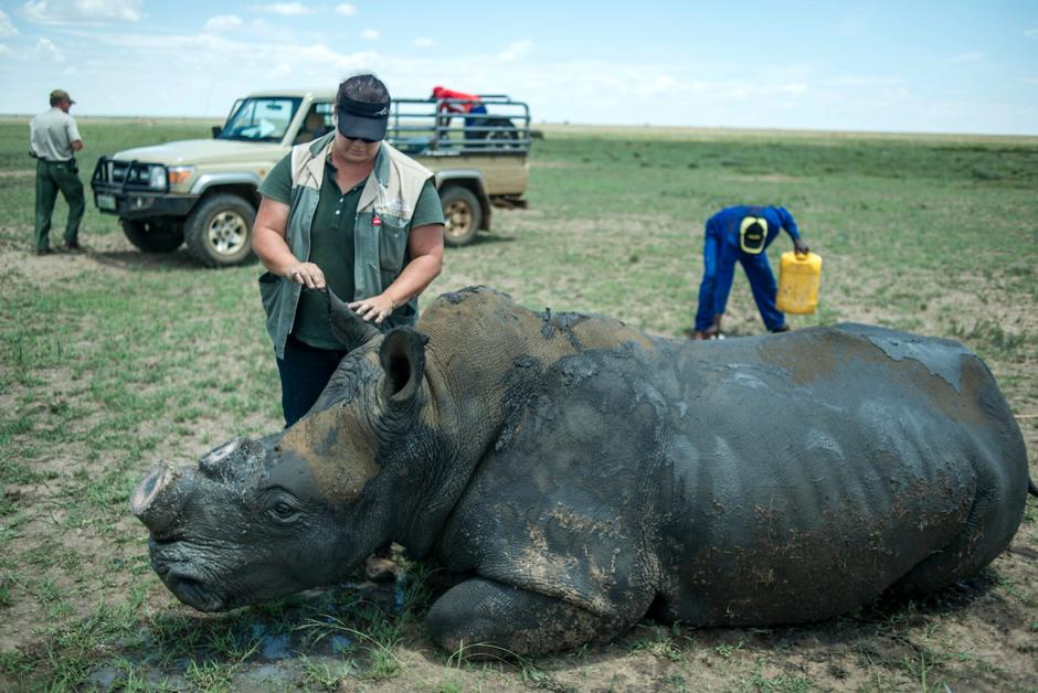 Le pari perdu du plus grand propriétaire de rhinocéros du monde