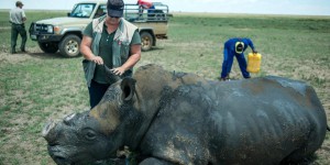 Le pari perdu du plus grand propriétaire de rhinocéros du monde