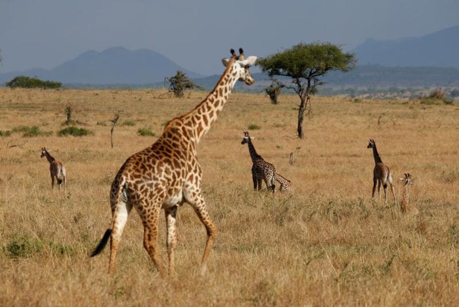 Protéger les éléphants, oui, mais sans oublier les girafes