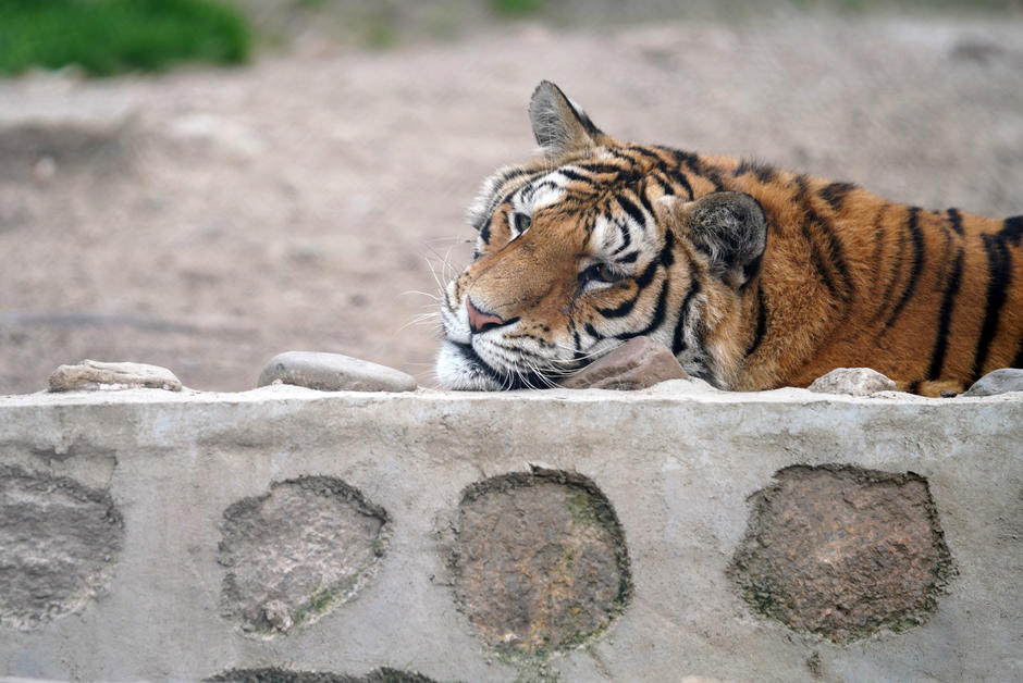 Les tigres sont plus nombreux… surtout en captivité