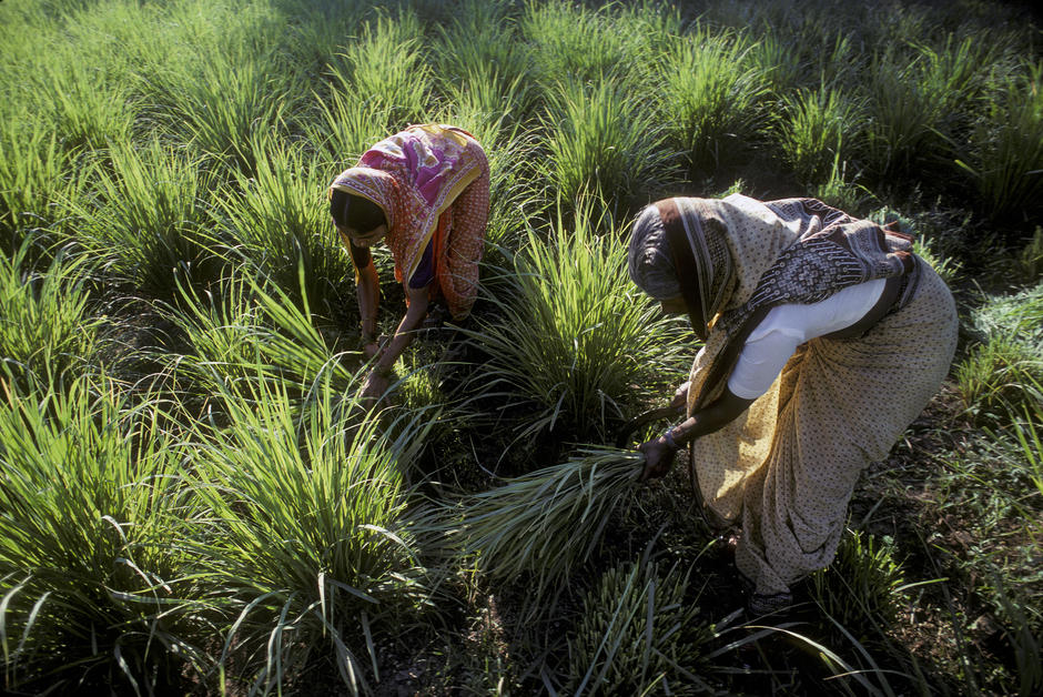 Le village indien qui plante des arbres pour faire revenir l’eau