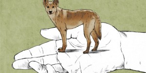 Le dingo d’Australie est-il une espèce à part entière ?