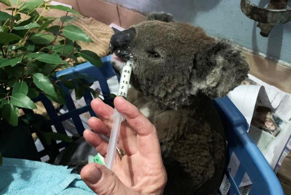 En Australie, plus de 8 000 koalas ont péri dans les feux de forêt