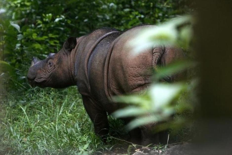 L’Indonésie met un terme à la présence du WWF dans le pays