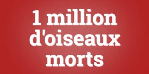 Un million de guillemots marmettes morts en moins d’un an