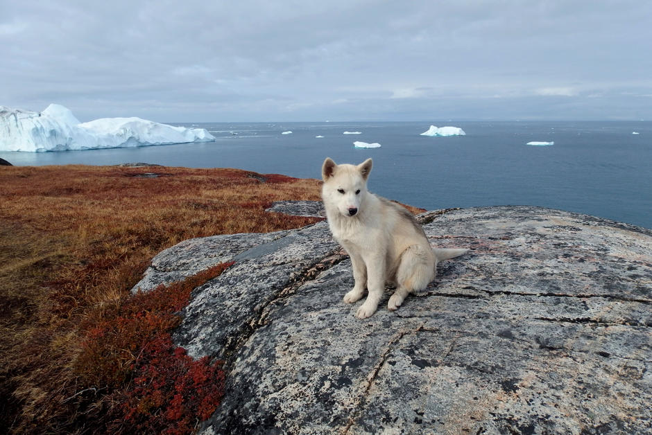 La chaleur de l’été 2019 au Groenland a élevé le niveau de la mer de 2 millimètres