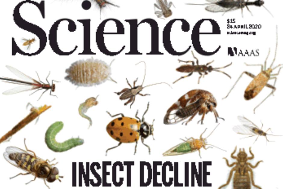 Les insectes disparaissent, mais tout espoir n’est pas perdu