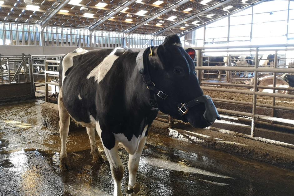 Pour réduire leurs émissions de méthane, les vaches avanceront-elles masquées ?