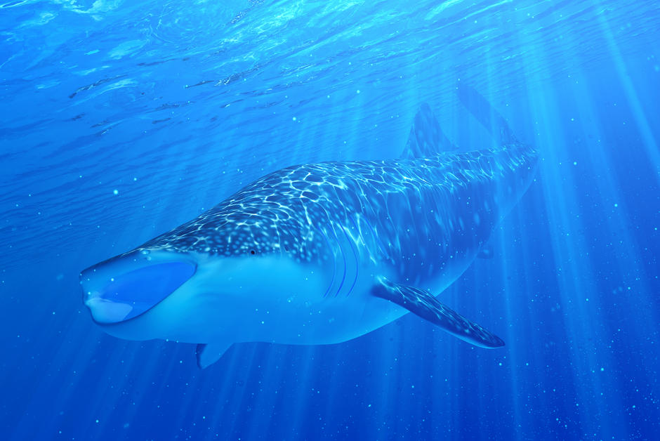 Des requins-baleines “datés” au carbone 14 déposé par les essais nucléaires