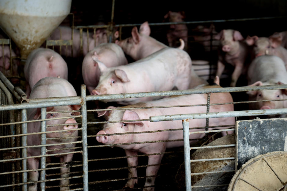 Une souche de virus de grippe porcine fréquente en Chine suscite l’inquiétude